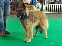 n°107 Estia Bell des loups de la tiarde 5502